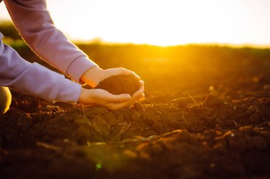 Kadınların elleri tarladaki kara toprakları ayırıyor. Bir kadın çiftçi toprağın kalitesini kontrol eder. Ekoloji, tarım kavramı. Doğa sağlıklı yiyecekler.