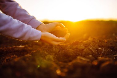 Kadınların elleri tarladaki kara toprakları ayırıyor. Bir kadın çiftçi toprağın kalitesini kontrol eder. Ekoloji, tarım kavramı. Doğa sağlıklı yiyecekler.