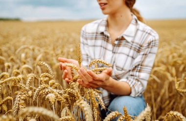 Agronomist kadın buğday kulakları tutuyor, buğday kalitesini kontrol ediyor. Tarım gıda endüstrisi.
