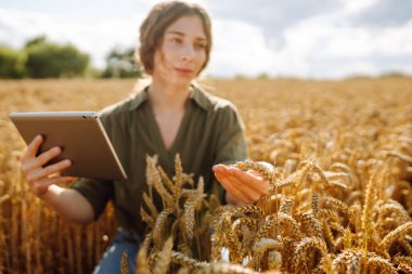 Buğday kalitesi kontrolü. Buğday tarlasında buğday kulaklı kadın çiftçi. Hasat. Agrobusiness.