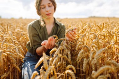 Buğday kalitesi kontrolü. Buğday tarlasında buğday kulaklı kadın çiftçi. Hasat. Agrobusiness.