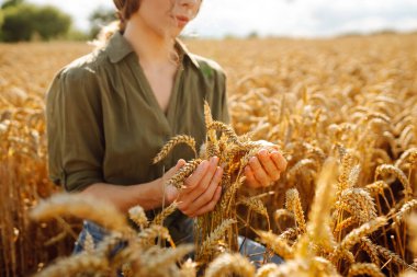 Buğday kalitesi kontrolü. Buğday tarlasında buğday kulaklı kadın çiftçi. Hasat. Agrobusiness.