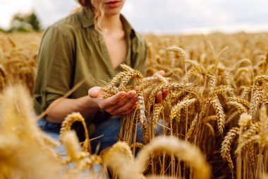Buğday kalitesi kontrolü. Buğday tarlasında buğday kulaklı kadın çiftçi. Hasat. Agrobusiness.