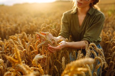 Buğday kalitesi kontrolü. Buğday tarlasında buğday kulaklı kadın çiftçi. Hasat. Agrobusiness.
