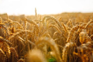 Altın buğday tarlası. Zengin bir hasat fikri. Tarım çiftliği.