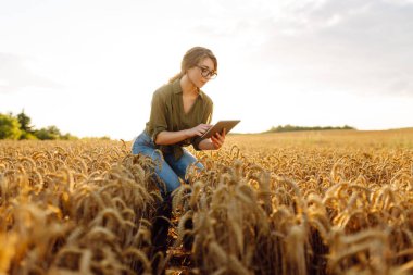 Kadın tarımcı çiftçi elinde tabletle duruyor, buğday tarlasında hasadı kontrol ediyor. Tarım sektöründe modern teknoloji, doğal eko sağlıklı organik ürün konsepti üretimi.