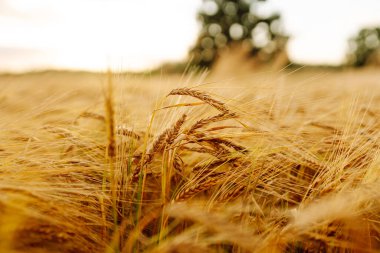 Gün batımında olgunlaşan sarı buğday tarlalarının arka planı. Tarım çiftliği.