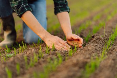 Çiftçi el, yaşam tarzı fidelerini yakından inceleyen yeşil filizleri inceliyor ve okşuyor. Çiftçi tarlasında büyüyen genç bitkiler. Tarım kavramı.