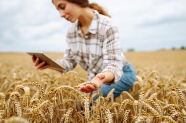 Çiftçi kadın buğday tarlasında tabletle çalışıyor, ekin ekmeyi planlıyor. Tarım, bahçıvanlık, iş ya da ekoloji konsepti. Büyüme dinamikleri.