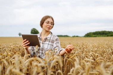 Çiftçi kadın buğday tarlasında tabletle çalışıyor, ekin ekmeyi planlıyor. Tarım, bahçıvanlık, iş ya da ekoloji konsepti. Büyüme dinamikleri.