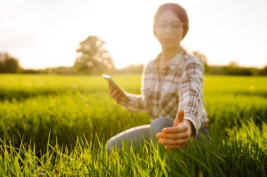 Yeşil tarlada tabletli bir kadın çiftçi. Ürün büyümesini kontrol ediyorum. Tarım faaliyetleri.