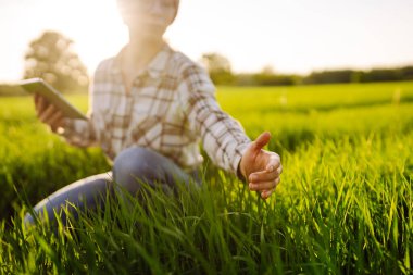 Yeşil tarlada tabletli bir kadın çiftçi. Ürün büyümesini kontrol ediyorum. Tarım faaliyetleri.