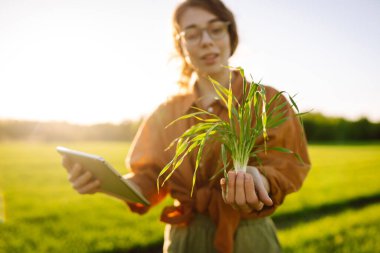 Genç yeşil buğday fideleri bir kadın çiftçinin ellerinde. Büyüyen ekinler, yeşil filizler.