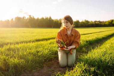 Genç yeşil buğday fideleri bir kadın çiftçinin ellerinde. Büyüyen ekinler, yeşil filizler.