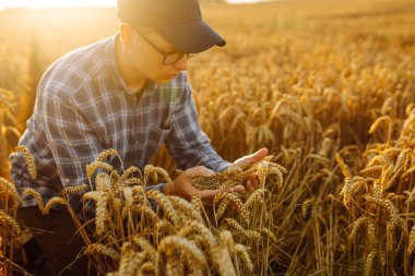 Tarlada tableti olan genç bir çiftçi. Tarım, bahçıvanlık ya da ekoloji konsepti. Hasat. Tarım işi..