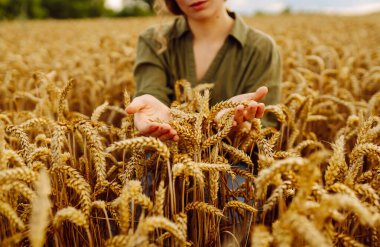 Gün batımında buğday tarlasında kadın çiftçi kalitesinde buğday tarlası. Hasat. Agrobusiness.