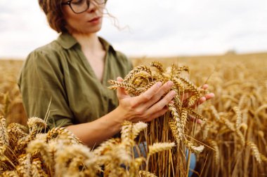 Gün batımında buğday tarlasında kadın çiftçi kalitesinde buğday tarlası. Hasat. Agrobusiness.