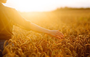 Gün batımında buğday tarlasında kadın çiftçi kalitesinde buğday tarlası. Hasat. Agrobusiness.