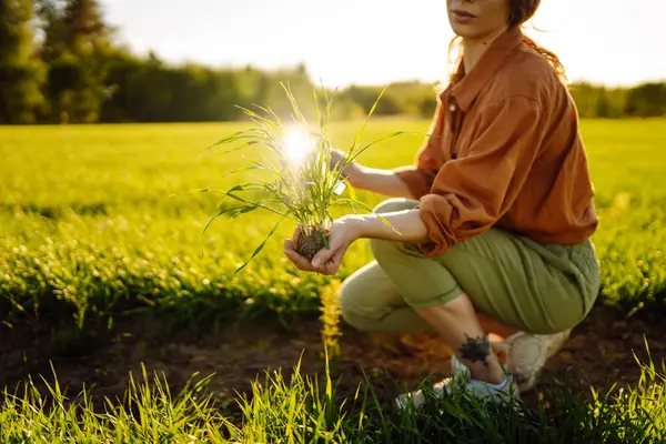 stock image Young Green wheat seedlings in the hands of a woman farmer. Growing crops, green shoots.