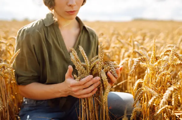 Gün batımında buğday tarlasında kadın çiftçi kalitesinde buğday tarlası. Hasat. Agrobusiness.