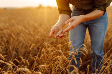 Kadın çiftçi buğday tarlasında çömelmiş ekinleri inceliyor. Tarım gıda endüstrisi. Zengin hasat.