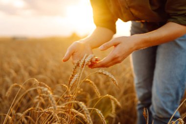 Kadın çiftçi buğday tarlasında çömelmiş ekinleri inceliyor. Tarım gıda endüstrisi. Zengin hasat.