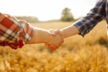 El sıkışalım. Buğday tarlasında iki çiftçi gün batımında el sıkışmayla anlaşma yapıyor. Tarım sektörü.