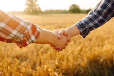 El sıkışalım. Buğday tarlasında iki çiftçi gün batımında el sıkışmayla anlaşma yapıyor. Tarım sektörü.