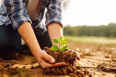 Adam elinde yeşil bir bitki tutuyor. Bereketli topraklarda filizlenen çiftçilerin palmiyelerinde. Tarım konsepti. Tarım, yiyecek yetiştirmek. Çevre bakımı.