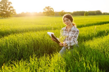 Yeşil buğday dikenli çiftçi elleri. Doğal tarım kavramı, tarım, işçiler ekinlere dokunur ve filizleri kontrol eder, ekolojiyi korur.