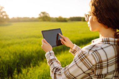 Akıllı çiftlik. Çavdar tarlasında tablet bilgisayar kullanan kadın çiftçi, tarım üretiminde elektronik, teknoloji ve mobil uygulamalar kullanarak modern akıllı tarım kavramı.