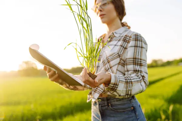 stock image Farmer's hands with spikelets of green wheat. Concept of natural farming, agriculture, the worker touches the crop and checks the sprouts, protect the ecology of the cultivated