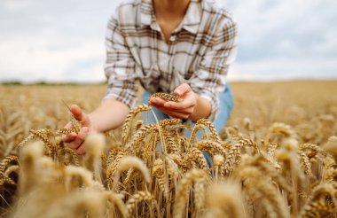 Kadın çiftçi tarlada yürüyor ve elini buğday hasadının altın kulaklarında gezdiriyor. Hasat. Agrobusiness.