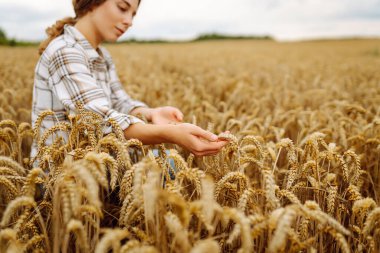 Kadın çiftçi tarlada yürüyor ve elini buğday hasadının altın kulaklarında gezdiriyor. Hasat. Agrobusiness.