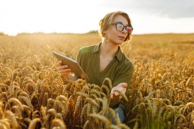 Genç bayan işçi buğday tarlasında duruyor. Bilim adamı buğday kalitesini analiz ediyor, tablete veri ekliyor. Büyüme dinamikleri.