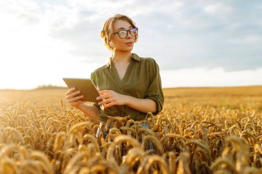 Genç bayan işçi buğday tarlasında duruyor. Bilim adamı buğday kalitesini analiz ediyor, tablete veri ekliyor. Büyüme dinamikleri.