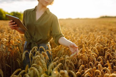Genç bayan işçi buğday tarlasında duruyor. Bilim adamı buğday kalitesini analiz ediyor, tablete veri ekliyor. Büyüme dinamikleri.