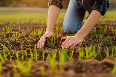 Tarlada genç buğdayların yeşil yapraklarına dokunan kadın eli. Kadın tarım uzmanı, bitki filizini inceliyor. Doğal tarım kavramı, tarım.