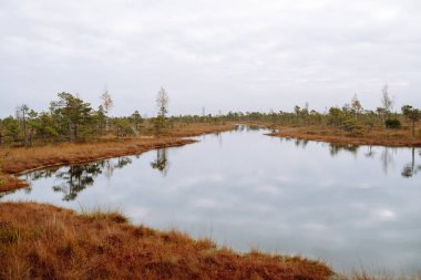 Letonya 'daki Kemeri Ulusal Parkı' nın bataklık bölgesinde ağaçlarla dolu sakin bir su. Sabah keyfi.