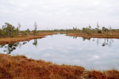 Letonya 'daki Kemeri Ulusal Parkı' nın bataklık bölgesinde ağaçlarla dolu sakin bir su. Sabah keyfi.