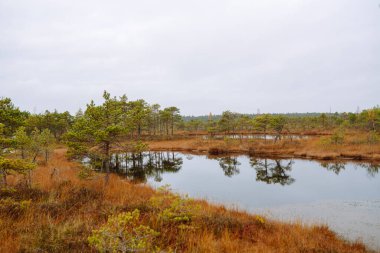 Letonya 'daki Kemeri Ulusal Parkı' nın bataklık bölgesinde ağaçlarla dolu sakin bir su. Sabah keyfi.