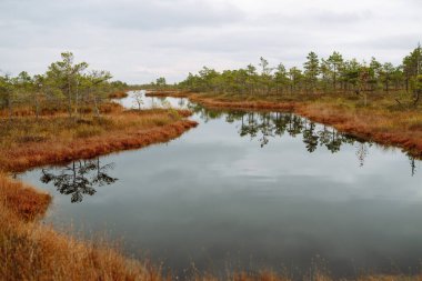 Letonya 'daki Kemeri Ulusal Parkı' nın bataklık bölgesinde ağaçlarla dolu sakin bir su. Sabah keyfi.