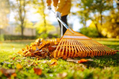 Sonbahar yapraklarını temizliyorum. Parktaki çimenlikte bir tırmıkla bir yığın yaprak toplanır. Gönüllü olma, temizlik, ekoloji kavramı.