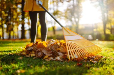Sonbahar yapraklarını temizliyorum. Parktaki çimenlikte bir tırmıkla bir yığın yaprak toplanır. Gönüllü olma, temizlik, ekoloji kavramı.