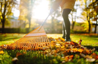 Sonbahar yapraklarını temizliyorum. Parktaki çimenlikte bir tırmıkla bir yığın yaprak toplanır. Gönüllü olma, temizlik, ekoloji kavramı.