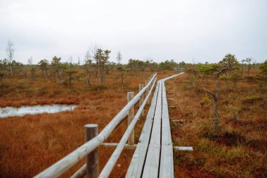 Kemeri Bataklığı Ulusal Parkı, Letonya. Bataklık manzaralı bir yer. Güzel doğa manzarası.