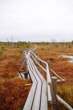 Kemeri Bataklığı Ulusal Parkı, Letonya. Bataklık manzaralı bir yer. Güzel doğa manzarası.