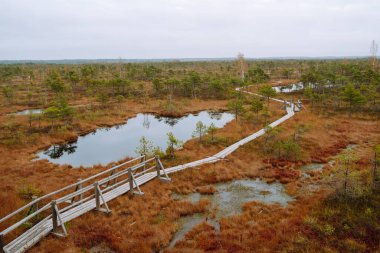 Kemeri Bataklığı Ulusal Parkı, Letonya. Bataklık manzaralı bir yer. Güzel doğa manzarası.