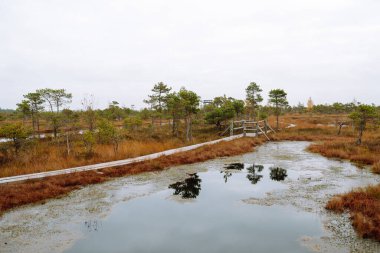 Kemeri Bataklığı Ulusal Parkı, Letonya. Bataklık manzaralı bir yer. Güzel doğa manzarası.