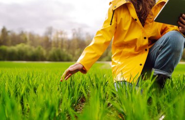 Modern tarımın teknolojisi. Tarlada tabletli kadın çiftçi filizleri, tarlada yeşil buğday filizlerini değerlendiriyor. Hasat..